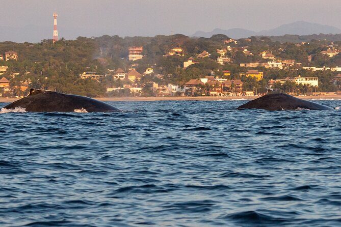 Private Tour of the Beaches of Puerto Escondido in Lancha - What to Expect During the Tour
