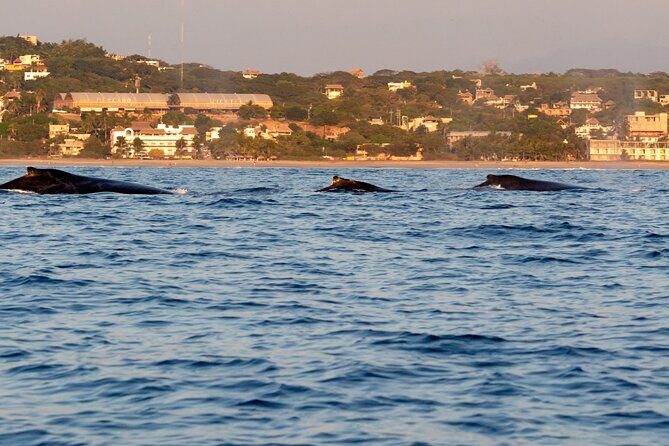 Private Tour of the Beaches of Puerto Escondido in Lancha - Price & Value