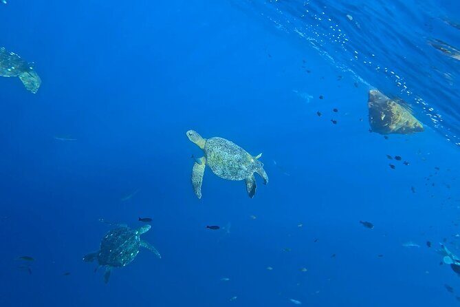 Private Tour of the Beaches of Puerto Escondido in Lancha - FAQ