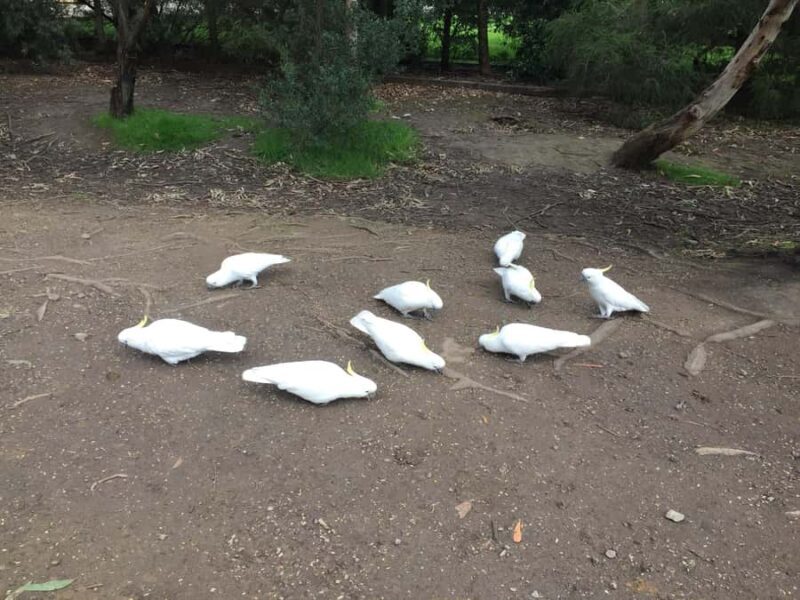 Private Tour of the Great Ocean Road & 12 Apostles - An In-Depth Look at the Itinerary