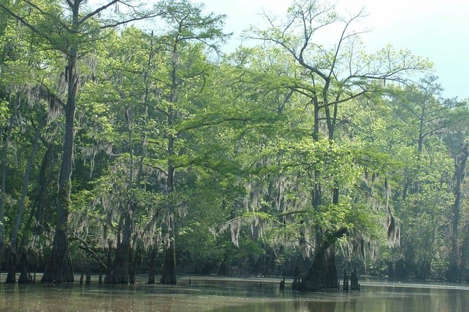 Private Tour of the Honey Island Swamp - Meeting Location