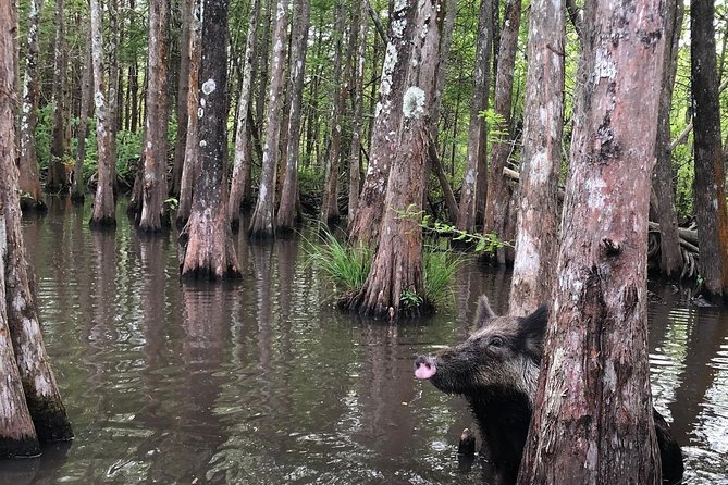 Private Tour of the Honey Island Swamp - Wildlife Spotting