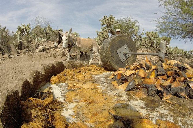Private Tour of the Mezcal Route With Ancestral Drinks - Traveler Photos and Reviews