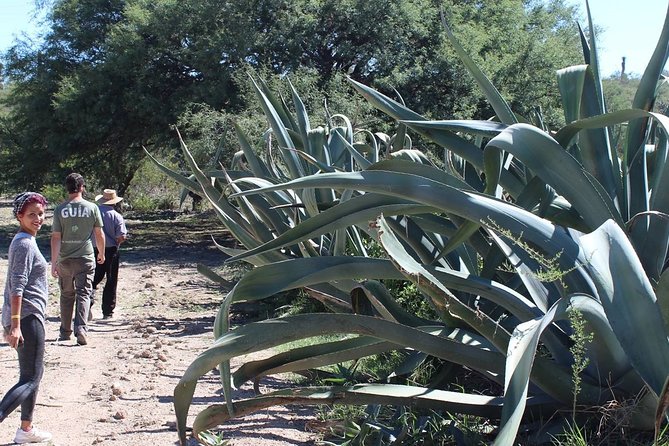 Private Tour of the Mezcal Route With Ancestral Drinks - Common Questions
