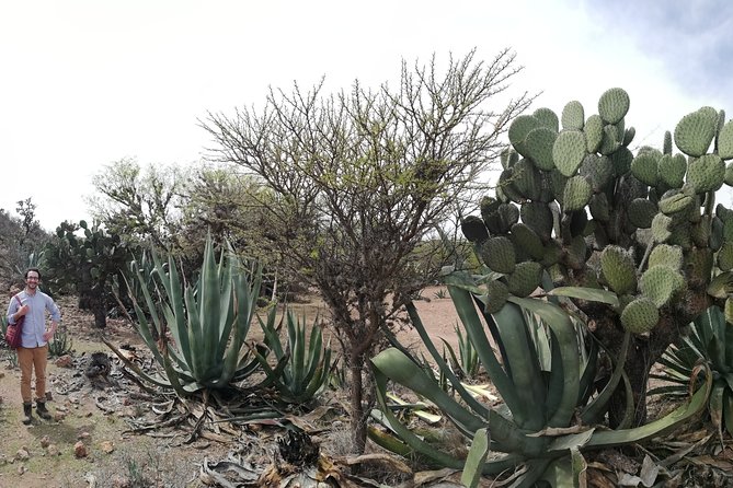 Private Tour of the Mezcal Route With Ancestral Drinks - The Sum Up