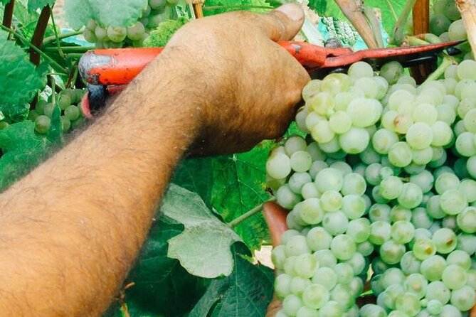 Private Tour of the Vinho Verde Quintas in Northern Portugal - Inclusions and Exclusions