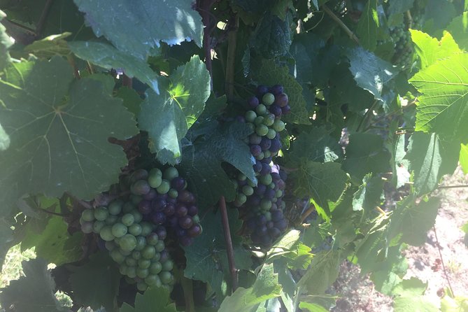 Private Tour of Yarra Valley 8 Hour Wine Tour - Winery Visits