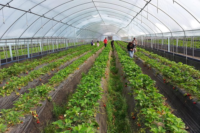 [Private Tour] Organic Strawberry Farm & Nami Island & Petite France - Tour Details
