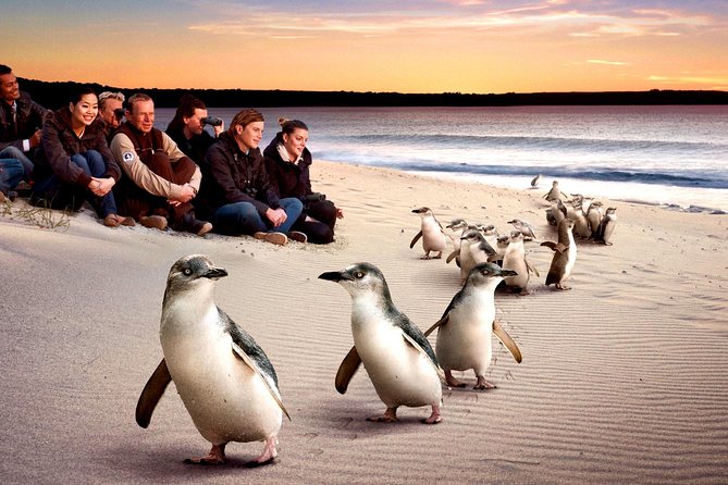 [Private Tour] “Penguin Parade” Phillip Island Tour. - Wildlife Encounters
