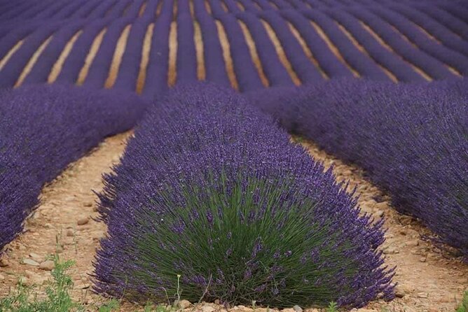 Private Tour Perched Villages of Luberon & (LAVENDER JUNE/JULY) - Perched Villages Exploration