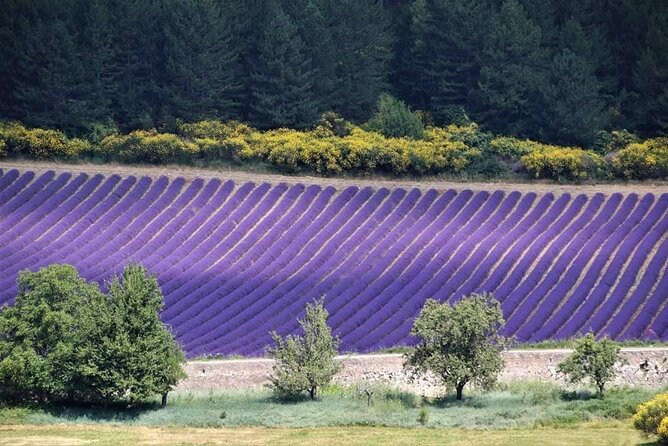 Private Tour Perched Villages of Luberon & (LAVENDER JUNE/JULY) - Booking Information