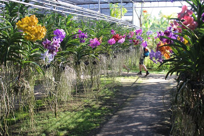 Private Tour] Perfect Day! Sticky Waterfall Chiangdao Cave Wat Bandentemple - Discovering the Chiangdao Cave