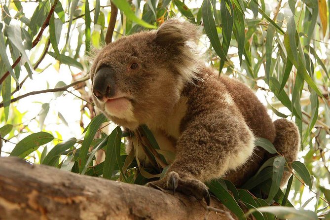 Private Tour: Phillip Island, Penguin Parade and Moonlit Sanctuary Conservation Park From Melbourne - Overview and Itinerary