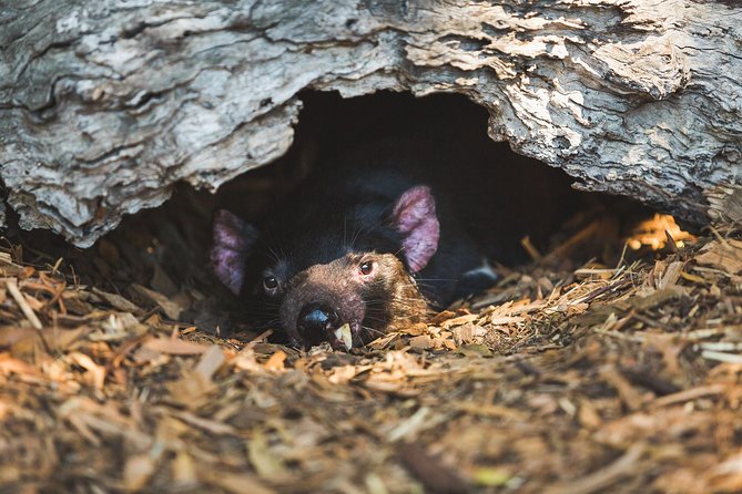 Private Tour: Phillip Island, Penguin Parade and Moonlit Sanctuary Conservation Park From Melbourne - Highlights and Attractions