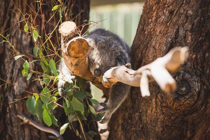Private Tour: Phillip Island, Penguin Parade and Moonlit Sanctuary Conservation Park From Melbourne - Common Questions