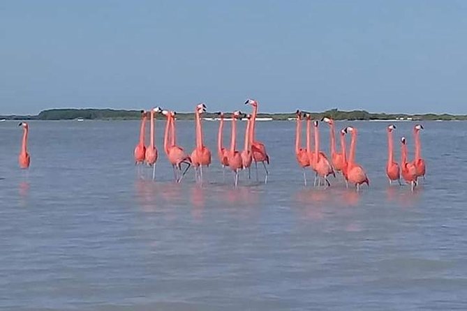 Private Tour: Pink Flamingos, Maya Temples and Ek Balam - Authentic Reviews and Ratings