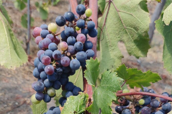 Private Tour Pompeii and Winery - Tour Overview and Itinerary