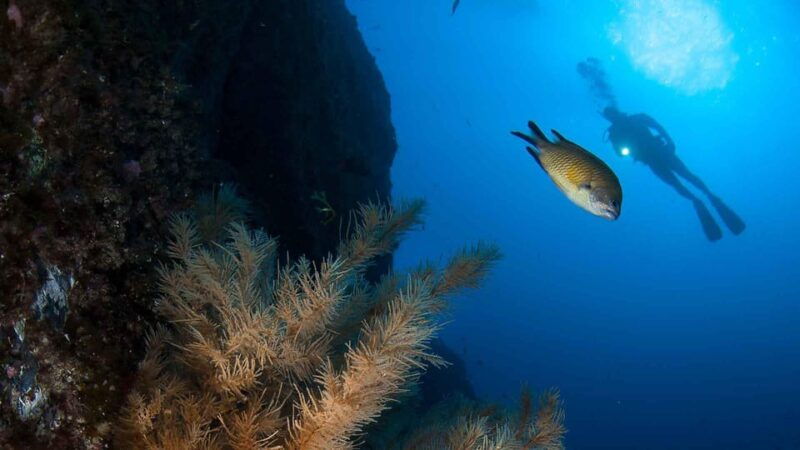 Private tour | Ponta de São Lourenço (Scuba & Snorkeling) - Introduction