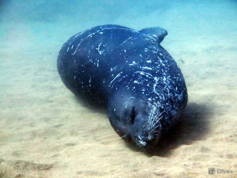 Private tour | Ponta de São Lourenço (Scuba & Snorkeling) - Why Choose This Private Tour?