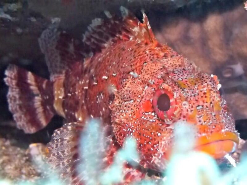 Private tour | Ponta de São Lourenço (Scuba & Snorkeling) - Transportation & Timing