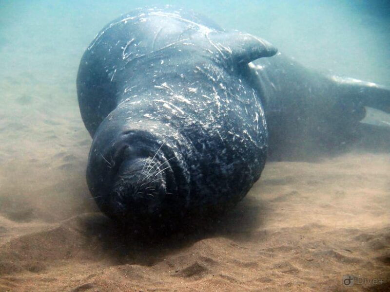 Private tour | Ponta de São Lourenço (Scuba & Snorkeling) - Group Size & Price