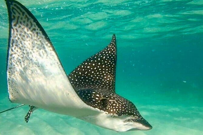 Private Tour Reefs and Corals Puerto Morelos Snorkel Lunch - Value and Cost Analysis