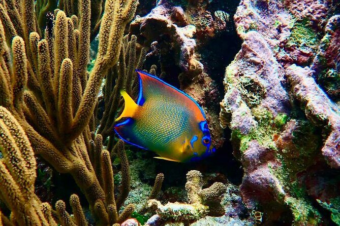 Private Tour Reefs and Corals Puerto Morelos Snorkel Lunch - Who Should Book This Tour?