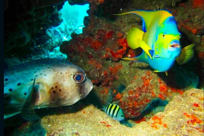 Private Tour Reefs and Corals Puerto Morelos Snorkel Lunch - Final Thoughts