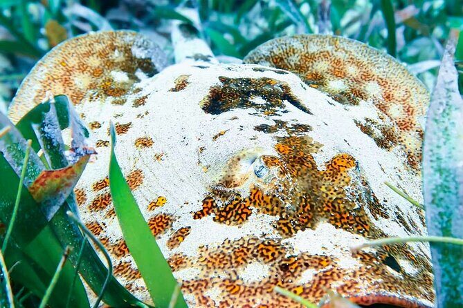 Private Tour Reefs and Corals Puerto Morelos Snorkel Lunch - FAQs