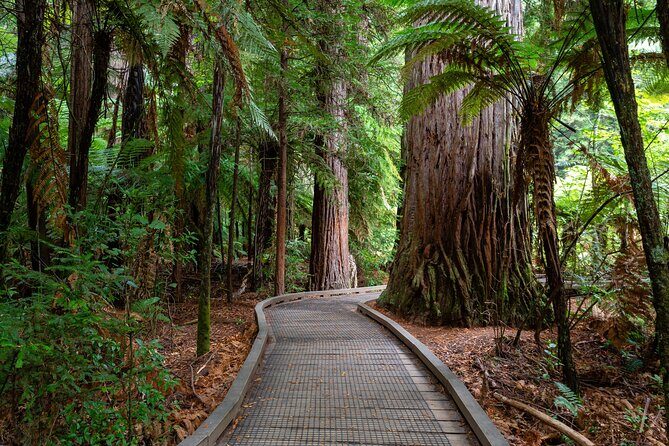 Private Tour Rotorua Waiotapu Redwood Forest and Polynesian Spa - A Closer Look at the Itinerary and What You Can Expect