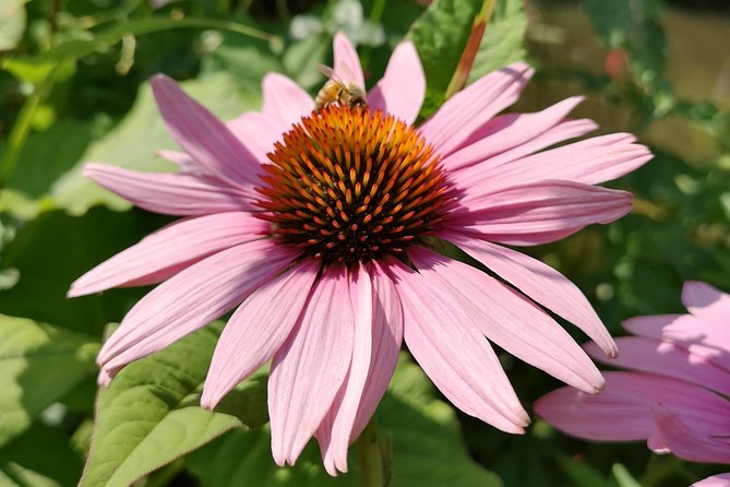 Private Tour: Rouen and Giverny Day Trip From Caen - Safety Measures and Cancellation Policy
