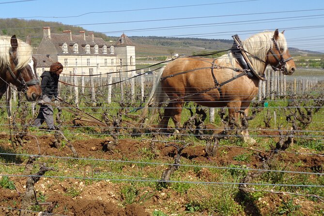 Private Tour Route Des Grands Crus in Burgundy - Gourmet Culinary Delights
