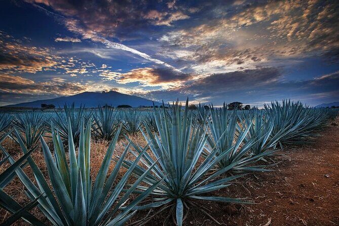 Private Tour Route Elaboration of Tequila in Guadalajara - Who Will Love This Tour?  