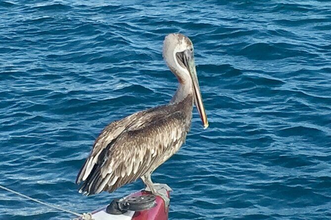 Private Tour Sail in Virgin Islands National Park - Who Should Consider This Tour?