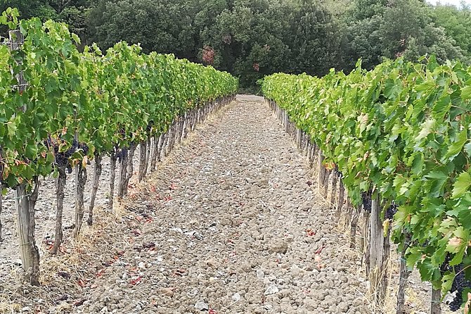 PRIVATE TOUR Savor Exquisite Wines: Brunello & Nobile Wine Tour - Inclusions and Exclusions