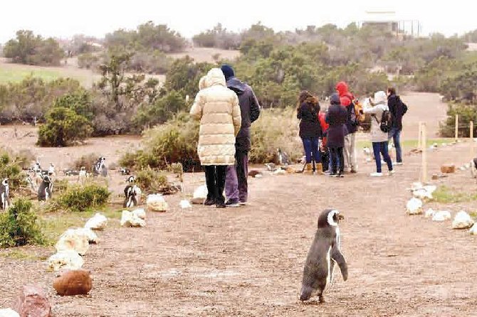 Private Tour Showcases Penguin Paradise in Puerto Madryn - Tour Highlights