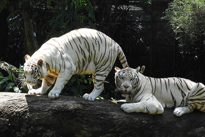 Private Tour: Singapore in Full Day for Family With Kids - Highlights of the Private Tour Itinerary