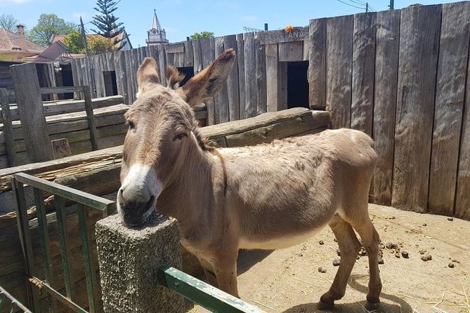 Private Tour South Madeira - Pricing and Booking Details