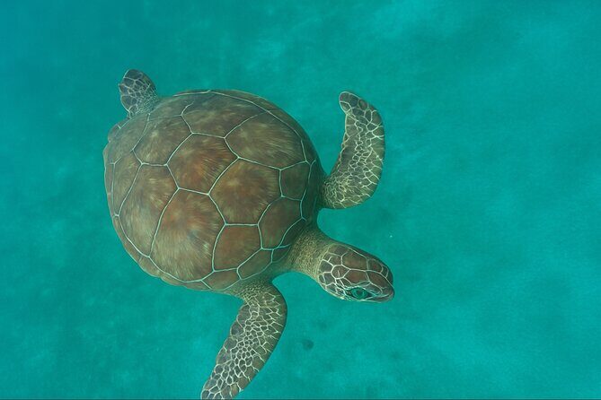 Private Tour: Swim with Turtles, Cave Pool & Floating Breakfast - Exploring Aruba’s Hidden Treasures in Style