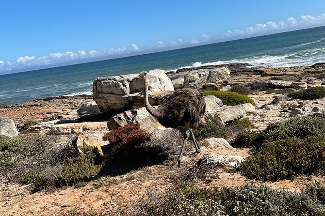 Private Tour: Table Mountain Boulders Beach Penguin Cape Point - Cancellation Policy