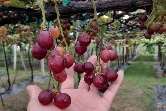 Private Tour Tanyoli Sandhill-Po Klong Ga Rai-Sheep Field-Grape Garden-Rai Cave) - Inclusions and Exclusions