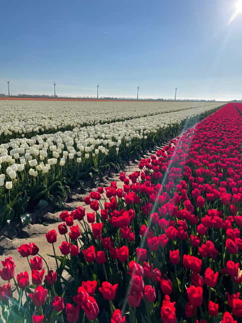 Private Tour, Tesla from Amsterdam: Keukenhof & Tulip Fields - Introduction