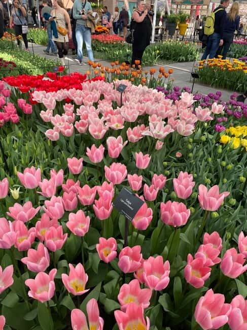 Private Tour, Tesla from Amsterdam: Keukenhof & Tulip Fields - FAQs