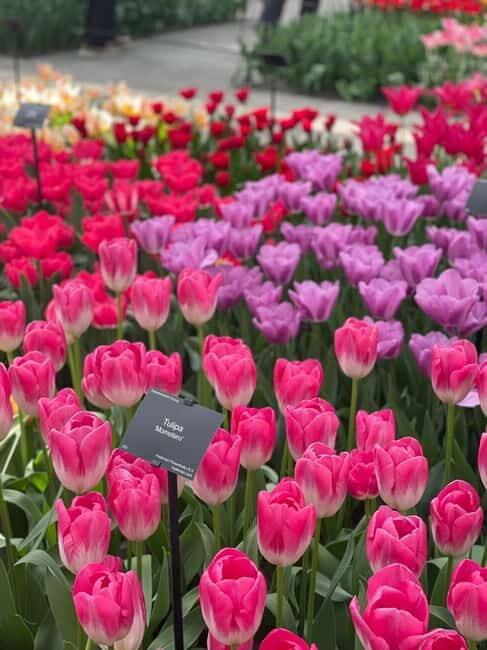 Private Tour, Tesla from Amsterdam: Keukenhof & Tulip Fields - Final Thoughts