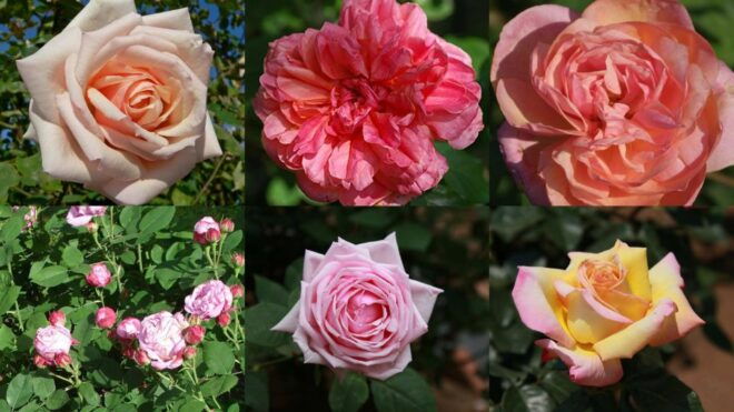 Private Tour: the Most Beautiful Medieval Villages, Full Day - Gourdon