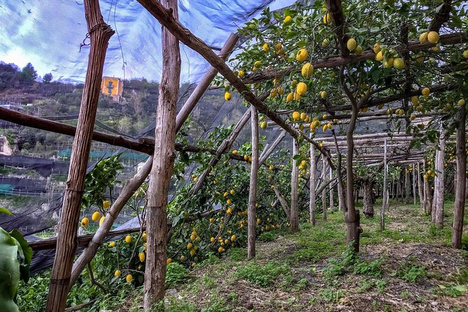 Private Tour: The Path of the Lemons - Customer Reviews