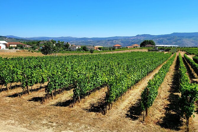 Private Tour Through the Douro Valley (Wineries Boat) - Douro Valley: A Wine Lovers Paradise