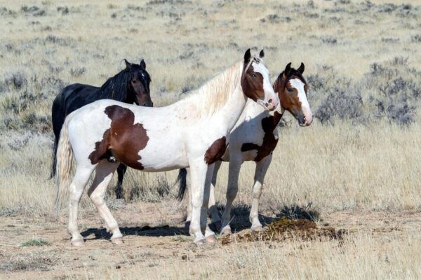 Private Tour to Antelope Canyon X and Horseshoes Bend - Pricing and Availability