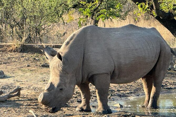 Private Tour to Aquila Game Reserve in Cape Town - See the Big5 - Highlights of the Big5 Game Viewing Experience