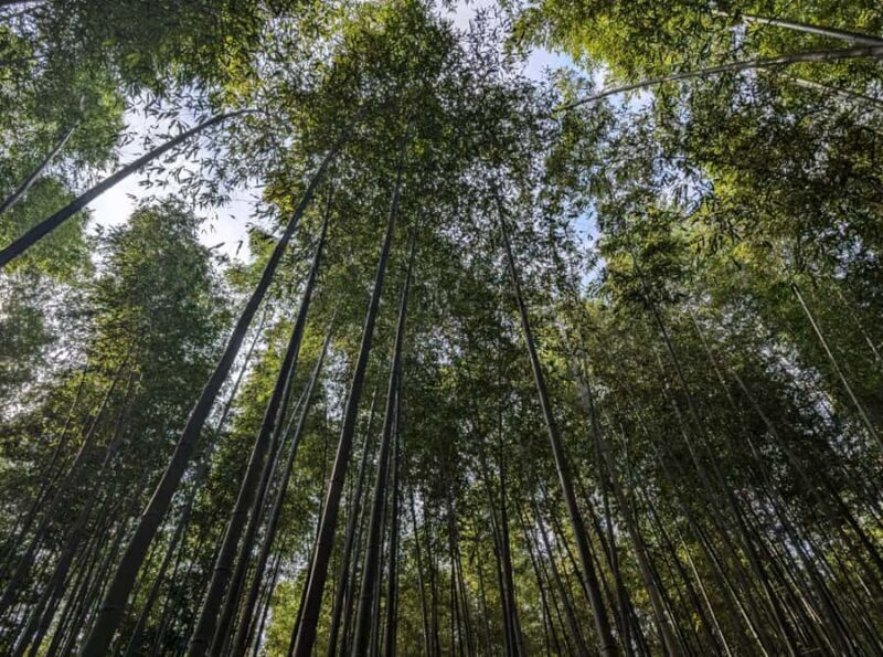 Private tour to Arashiyama and Uji w/Spanish speaking Guide - The Full Breakdown of the Tour Experience